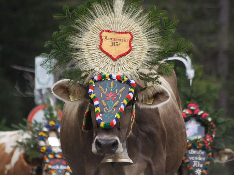 Geschmückte Kuh beim Almabtrieb