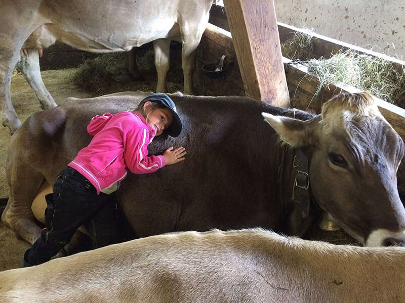 Kind bei Grauvieh Kuh im Stall