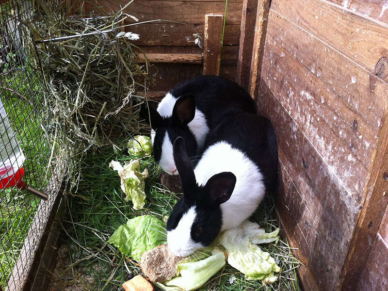 Hasen beim Urlaub am Bauernhof Jenneweinhof