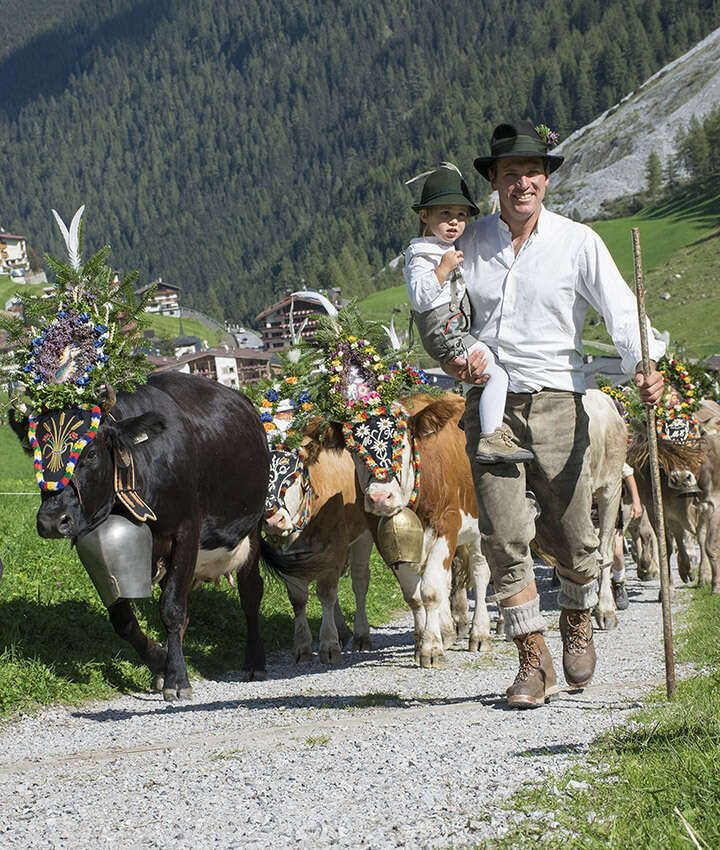 Cattle drive at the Jenneweinhof in summer in Madseit in the Zillertal